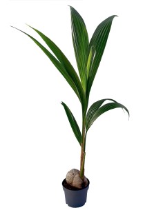 Cocos Nucifera palmera cocotera exótica para jardín interior y exterior