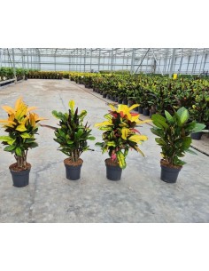 Codiaeum Croton  Planta de Interior con Hojas Coloridas y Exóticas | Fácil Cuidado