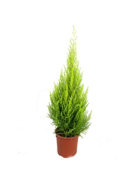 Cupressus Gold Crest (Ciprés Limón)  Aroma y Color en tu Jardín | Endanea Garden


