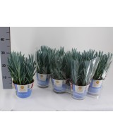 Curio Ficoides - Planta Suculenta Resistente y Fácil de Cuidar | Endanea Garden

