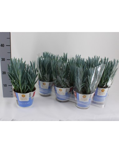 Curio Ficoides - Planta Suculenta Resistente y Fácil de Cuidar | Endanea Garden

