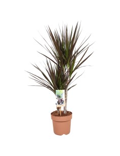 Dracaena Marginata - Planta de Interior Elegante y Purificadora de Aire | Endanea Garden