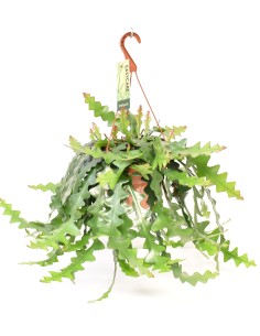 Epiphyllum Cactus de Orquídea  Flores Grandes y Colores Vibrantes | Fácil Cuidado