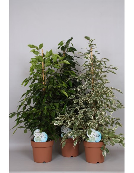 FICUS w