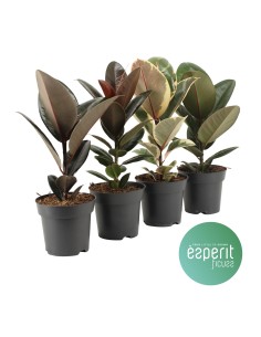 Ficus Elastica Planta de Interior Fácil Cuidado y Decorativa | Endanea Garden