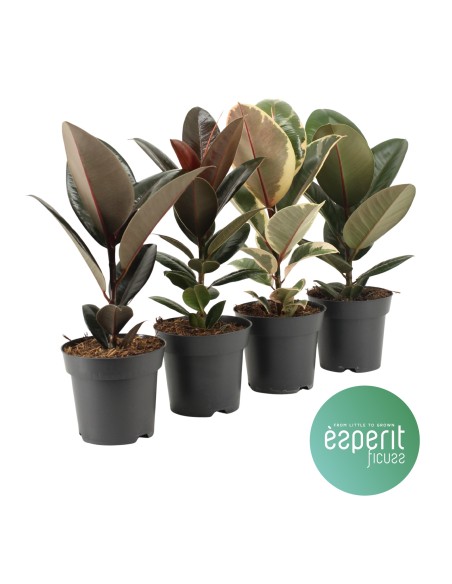 Ficus Elastica Planta de Interior Fácil Cuidado y Decorativa | Endanea Garden

