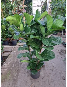 FICUS LYRATA M17
