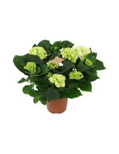 Hydrangea Macrophylla - Hortensia de Flores Vibrantes para Jardín e Interior | Endanea Garden