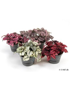 Hypoestes Phyllostachya  Planta de Manchas Rosadas Fácil de Cuidar | Endanea Garden