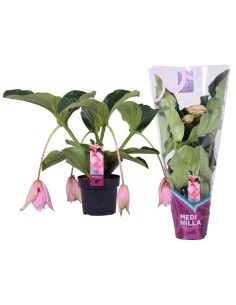MEDINILLA MAGN FLAMENCO 2 M17