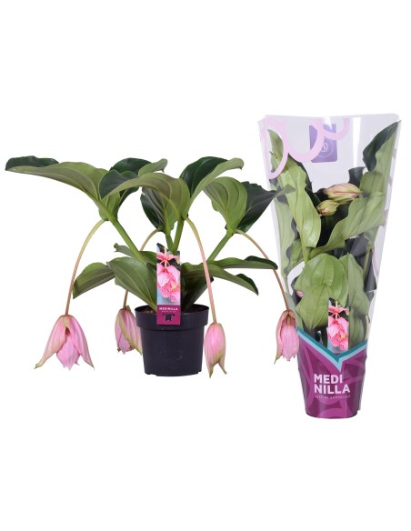 MEDINILLA MAGN FLAMENCO 2 M17