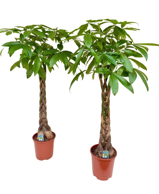 Pachira Aquatica o Árbol del Dinero  Planta Tropical de Interior con Estilo Feng Shui | Endanea Garden

