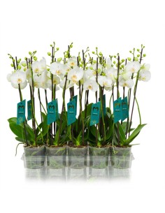 Phalaenopsis Mix  Orquídeas Exóticas para Decoración de Interior | Endanea Garden

