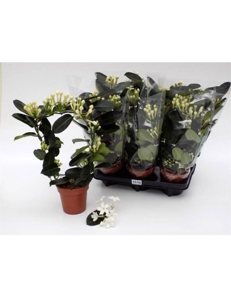 Stephanotis planta trepadora de flores blancas fragantes fácil cuidado para interiores

