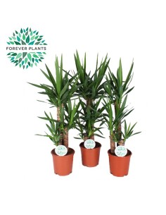 Comprar Yuca Fresca de Alta Calidad | Raíz Natural y Versátil | Endanea Garden