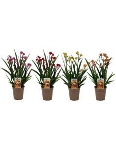 ANIGOZANTHOS mix
