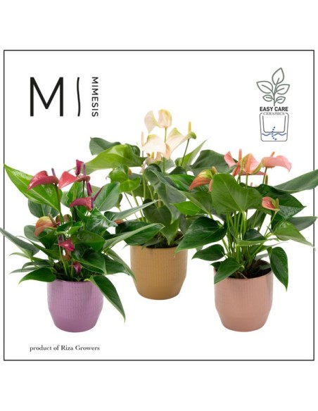 ANTHURIUM+CERAMIC