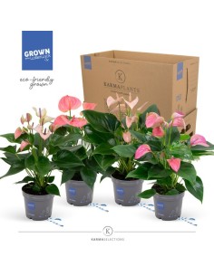 ANTHURIUM ANDR.4 COLOURS