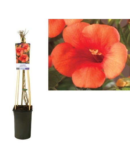 CAMPSIS TAG MADAME GALEN