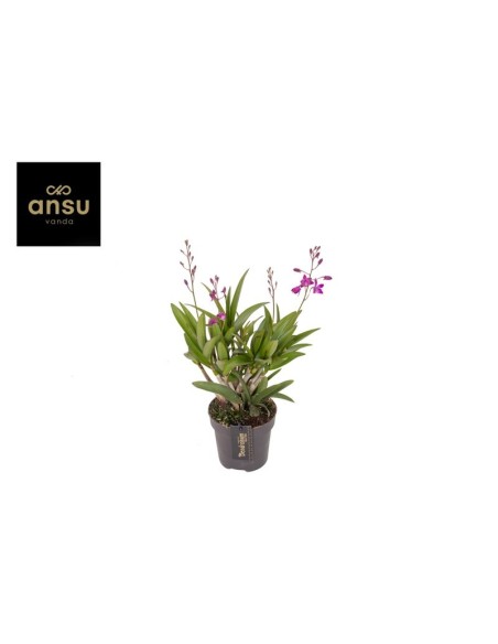 DENDROBIUM BERRY ODA
