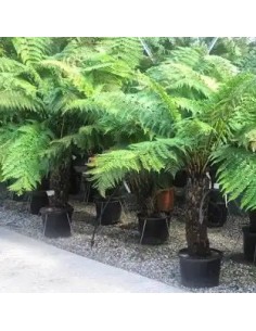 DICKSONIA ANTARCTICA M24