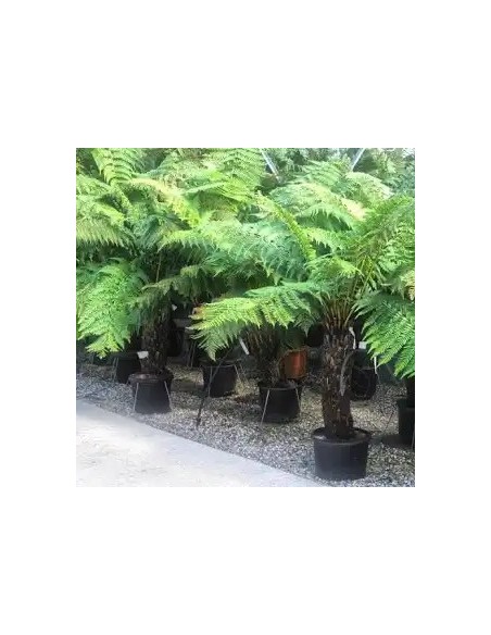DICKSONIA ANTARCTICA M24