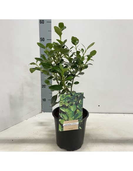 GRISELINIA LITT GREEN HORIZON