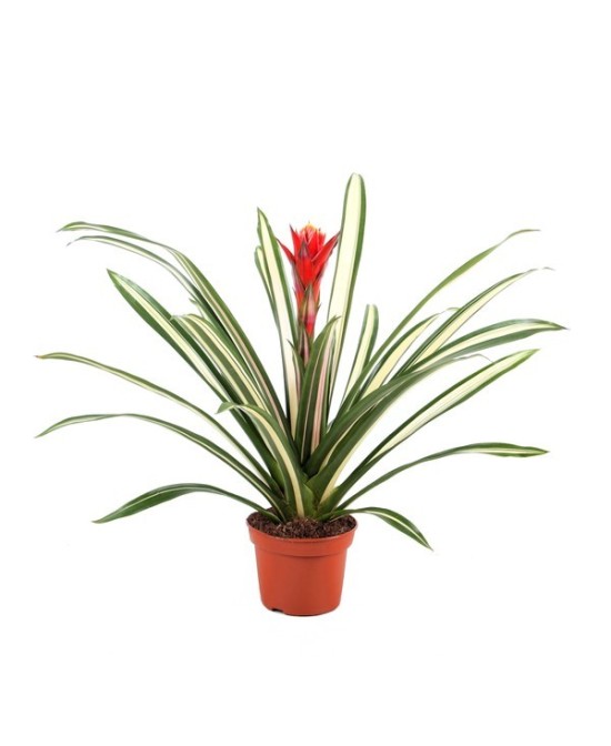 GUZMANIA