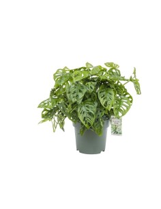 Monstera Mediana  Planta Tropical Fácil de Cuidar para Interiores