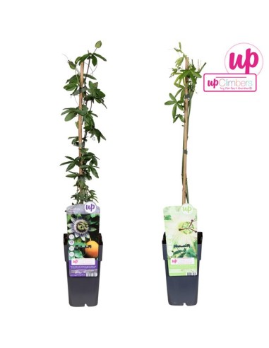 Passiflora Mix  Planta Trepadora Exótica con Flores Aromáticas | Endanea Garden

