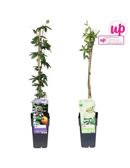 Passiflora Mix  Planta Trepadora Exótica con Flores Aromáticas | Endanea Garden

