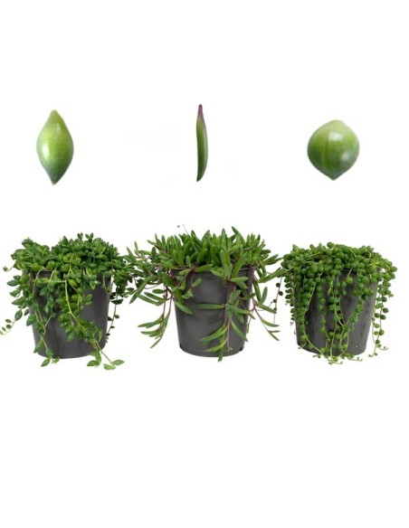 Senecio Herreianus planta suculenta colgante Planta Rosario String of Watermelons fácil cuidado