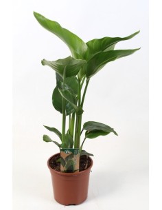 Strelitzia Nicolai Ave del Paraíso blanca planta tropical para interiores y exteriores Endanea Garden