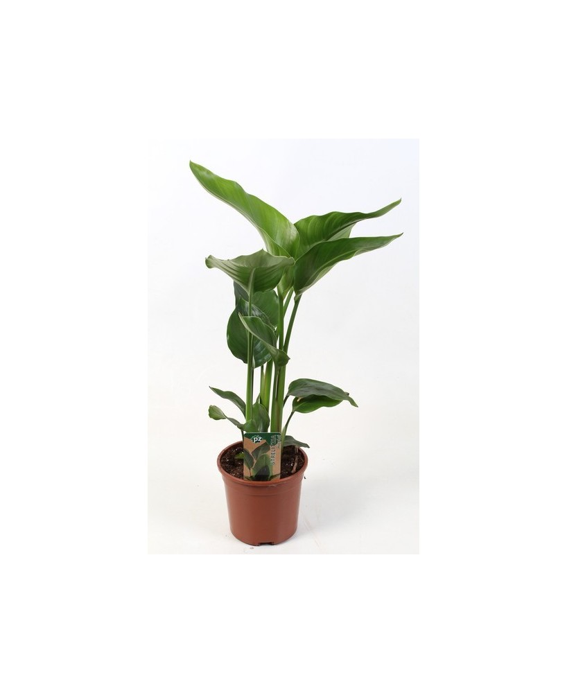 STRELITZIA NICOLAI 3PP