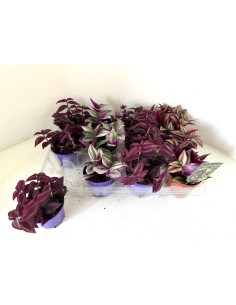 Tradescantia Zebra M12 Planta Ornamental de Interior Hojas Rayadas Verdes y Moradas