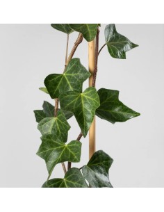 HEDERA CANARIENSIS  1.9L TUTOR
