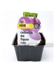 CEBOLLA FIGUERAS PACK 50