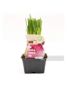 CEBOLLA MORADA PACK 50