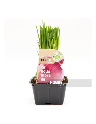 CEBOLLA MORADA PACK 50