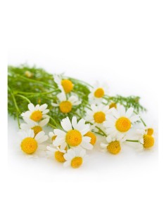 MANZANILLA PACK 1 ECO 2