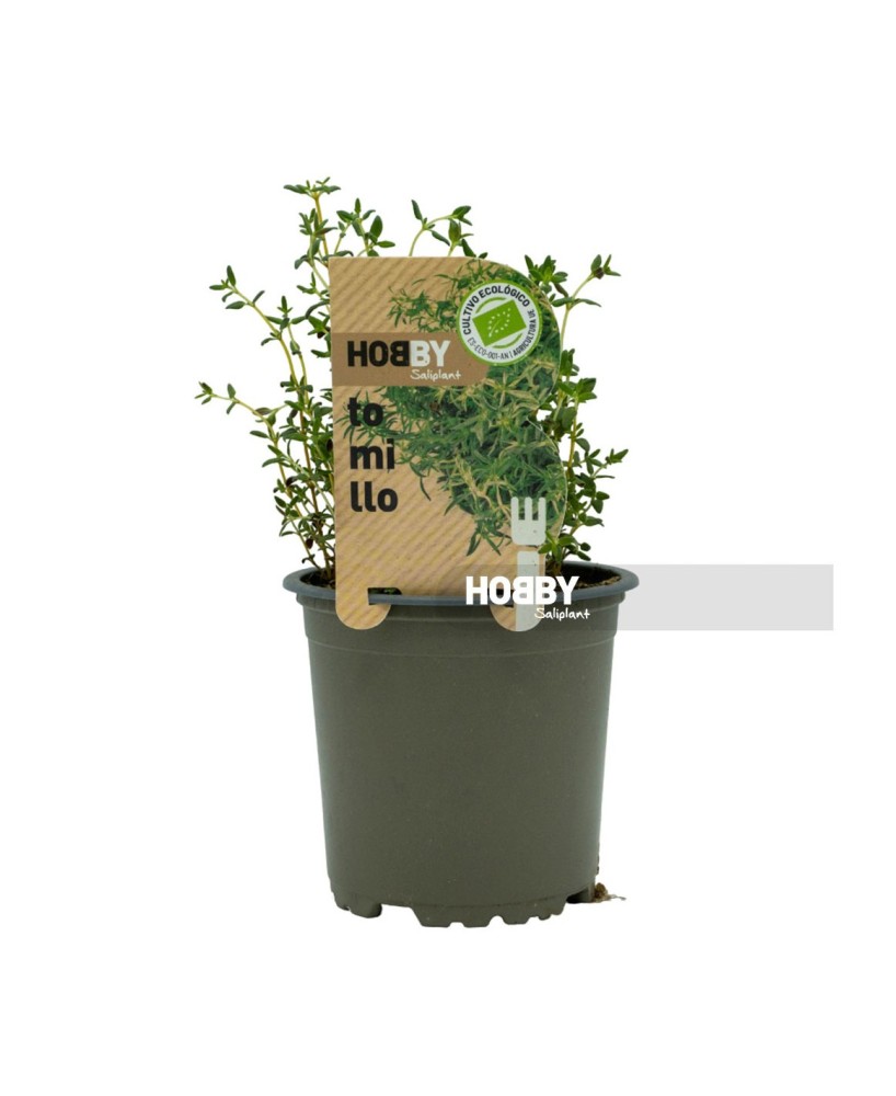 Tomillo Pack 1 ECO  Planta Ecológica Aromática para Cocina y Jardín | Endanea Garden

