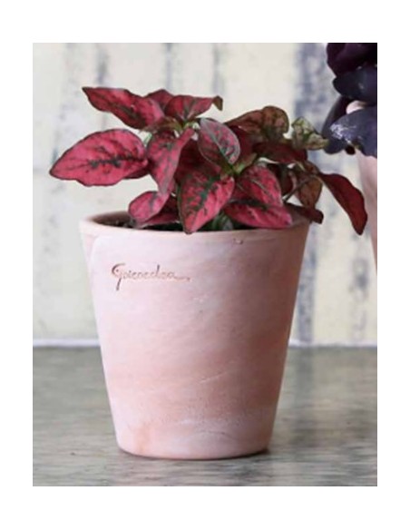 Maceta Pequeña Alta 10.5x10 cm para Suculentas y Plantas | Resistente y Elegante - Endanea Garden
