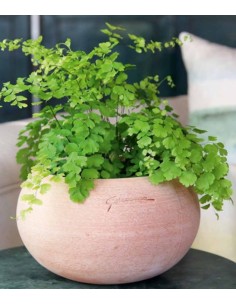 Maceta Bol Gamme Nive  Diseño Elegante y Durabilidad para Interior y Exterior | Endanea Garden