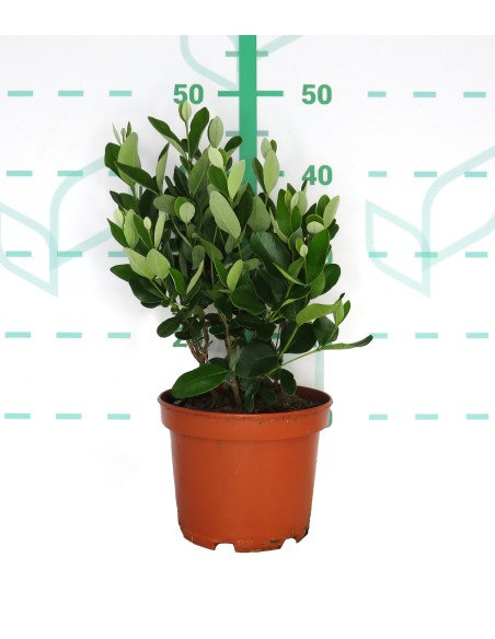 FEIJOA SELLOWIANA 3L