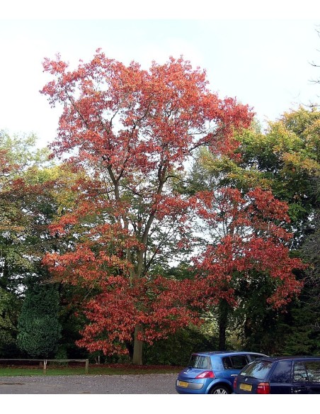 QUERCUS RUBRA 4 L