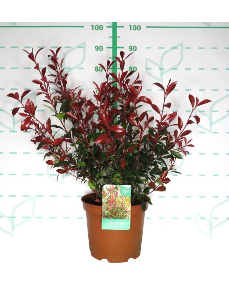 PHOTINA CARRE ROUGE C-15 LT