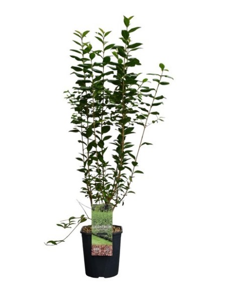 LIGUSTRUM OVALIFOLIUM 2.5 3L LIGUSTRUM OVALIFOLIUM 2.5 3L