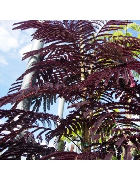 ALBIZIA JULIBRISIN "CHOCOLATE FOUNTAIN" C25/10L