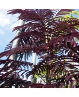 ALBIZIA JULIBRISIN "CHOCOLATE FOUNTAIN" C25/10L