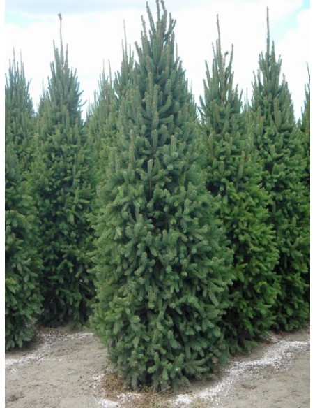 PICEA ABIES FASTIGIATA C30